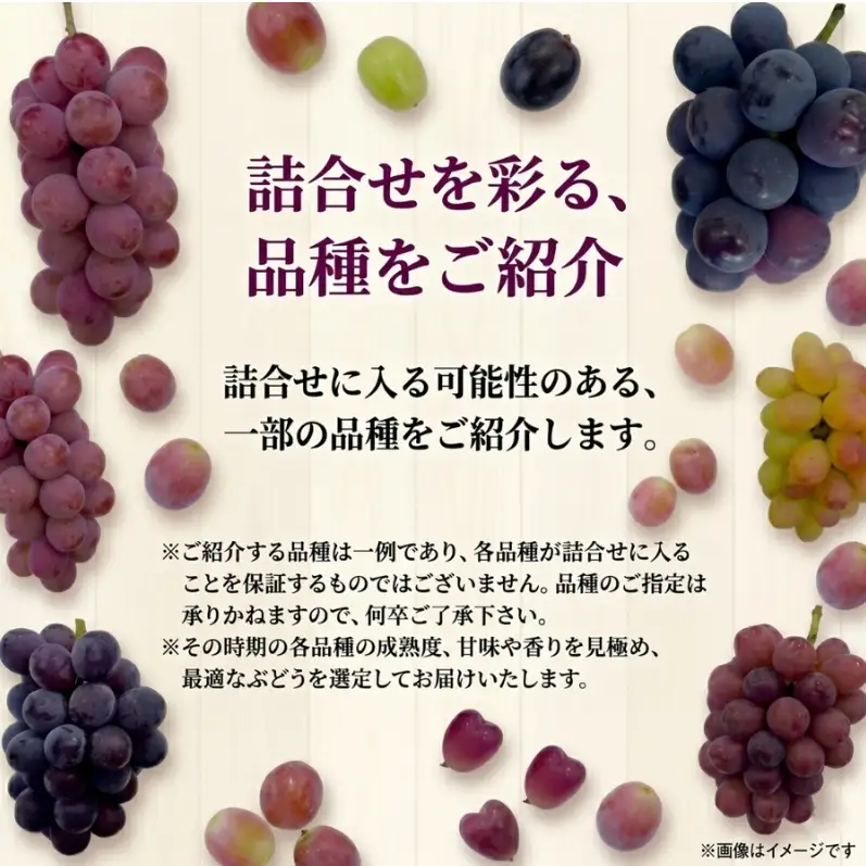 【38品種から厳選】大阪・柏原から届く「旬の宝石箱」大粒ぶどう詰め合わせ（シャインマスカット1房含む）約3kg（2026年先行予約 8月下旬～9月上旬発送分）