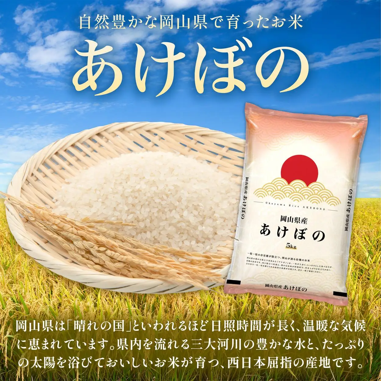 令和7年 岡山県産 あけぼの 5kg(5kg×1袋)|お米 精米 5kg 白米5kg 岡山米 国産白米【055-a001】