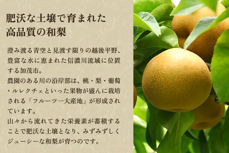 【2026年先行予約】【贈答用】新潟県産和梨 新興 約3kg（5?9玉）《12月上旬～順次出荷》 梨 新興 しんこう