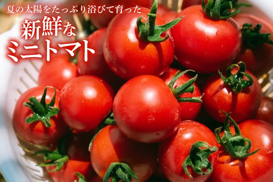 ミニトマトジュース MINITOMATO 100% JUICE 180ml 10本 1箱 [そのぎ茶深緑の里 tomattea 長崎県 東彼杵町 hs42bag570003]
