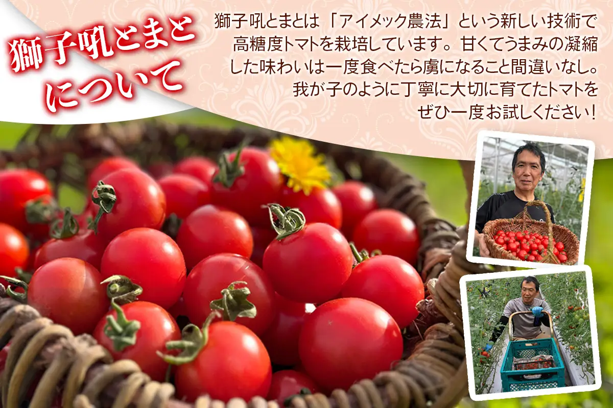 フルティカ トマト 2kg じゅわっと濃い｜中玉 甘い ジューシー [1046]