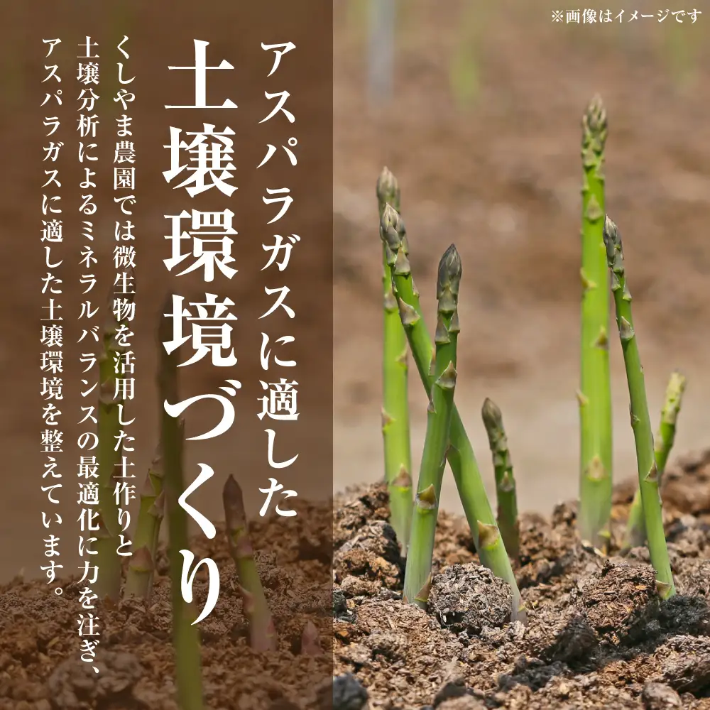 アスパラガス 800g （M～2Lサイズ混合） アスパラ 新鮮 夏野菜 野菜 やさい 旬 産地直送 野菜ソムリエサミット 銀賞 熊本県 八代市