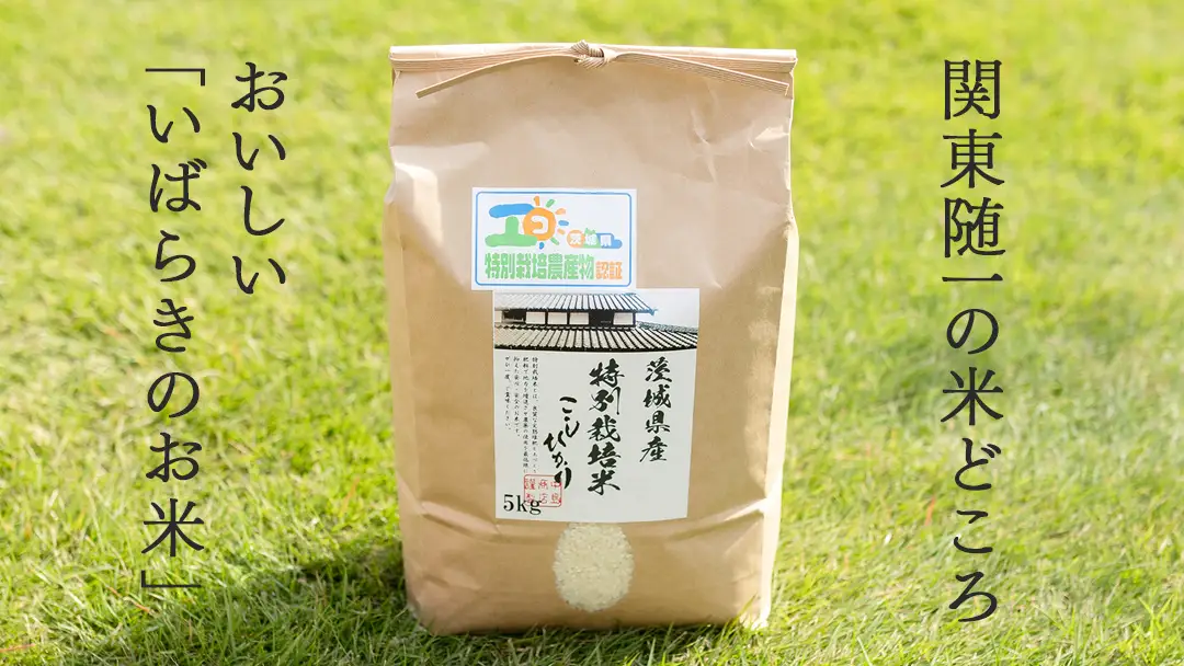 令和7年産 茨城県産 精米 特別栽培米 コシヒカリ 10kg （5kg×2袋）