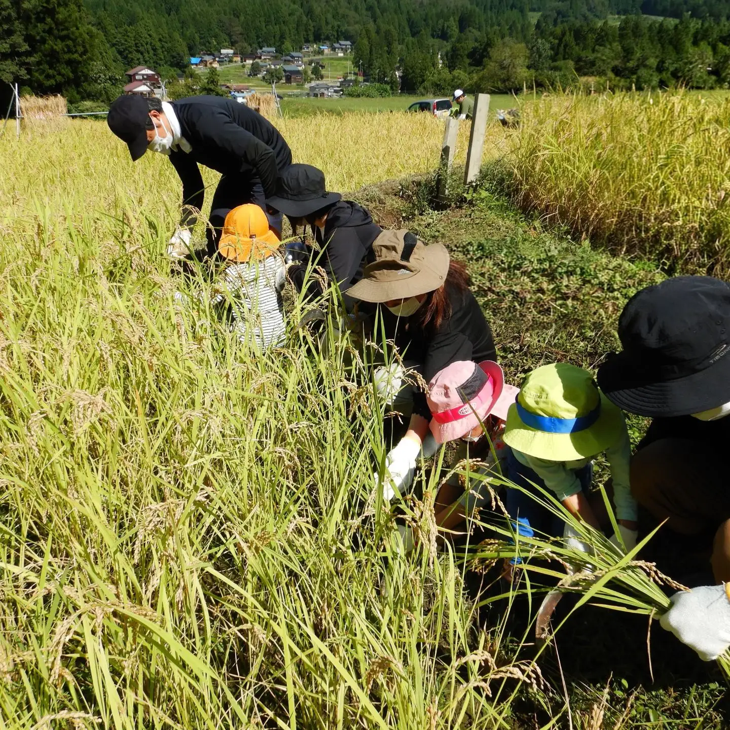 稲刈り体験 2026年 新潟県三条市 下田郷 里山 米づくり体験！