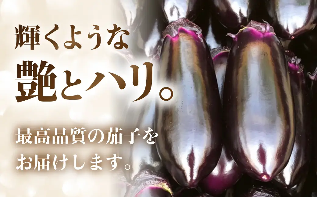 《先行予約》大玉なす とげなし輝楽 2kg 茄子 なす ナス 旨い 甘い 艶 ツヤ ハリ 揚げ物 揚げ茄子 焼茄子 麻婆茄子 輝楽 愛知県 豊橋市