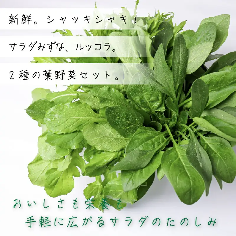 2種セット サラダみずな ルッコラ サラダセット | 水菜 水耕 栽培 新鮮 葉物 野菜 ドレッシング 南国市