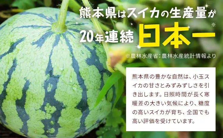 【先行予約】小玉スイカ 3～5玉 約4.5kg 日本フルーツ株式会社 《4月下旬-7月下旬頃出荷》 こだますいか 西瓜 すいか フルーツ 果物 くだもの 旬 熊本県 菊池市 熊本県産 くまもと