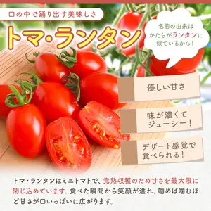 ミニトマト 生産量 日本一 玉名市 !！ 「 トマ・ランタン 」 約 600g |  ミニトマト トマト 熊本県 玉名市