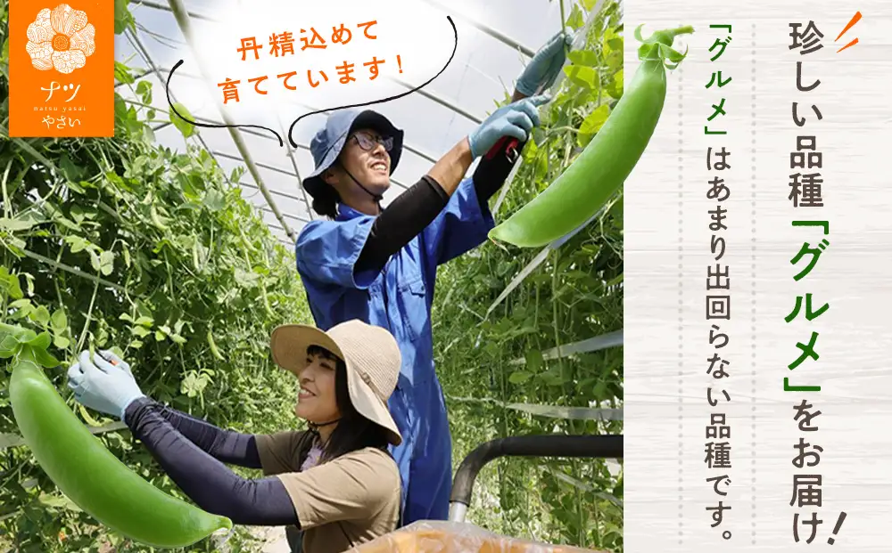 R8年産 スナップえんどう（品種：グルメ） 1kg ピンクの八百屋〜ナツやさい〜 | 北海道津別町