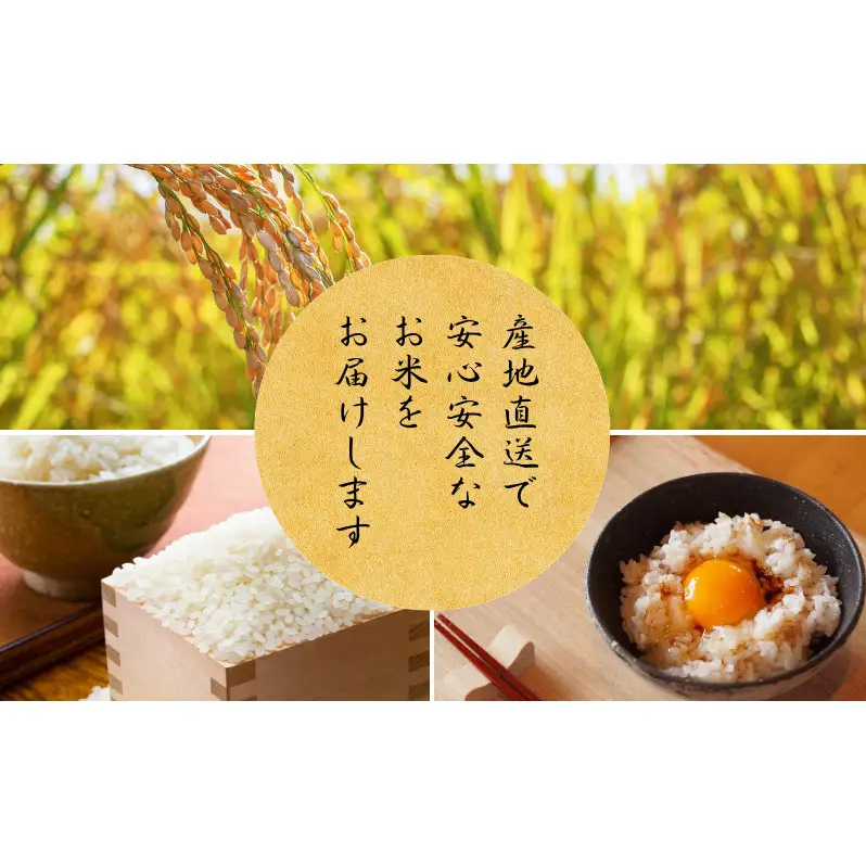 【令和8年産新米 予約】 京都丹波産 コシヒカリ 真の大地 10kg