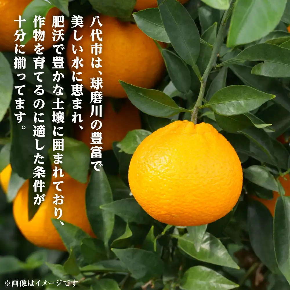 【先行予約】 不知火 約3kg しらぬい 柑橘  【2027年1月中旬より順次発送】