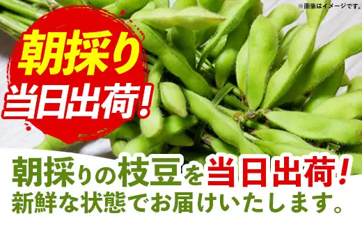 【きあり農園】2026年度 幸手市産 枝豆 1kg - 朝採り えだ豆 エダマメ えだまめ 産地直送