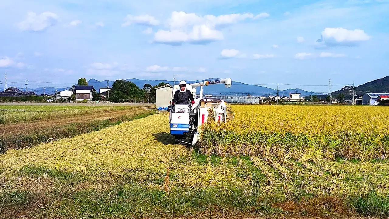 栽培期間中農薬・肥料不使用で作った朝日米 精米5kg 粟屋農場 山口県 防府市 B-B04 精米 朝日米 5kg 栽培期間中農薬不使用 肥料不使用 無農薬 自然栽培 在来種 希少米 佐波川