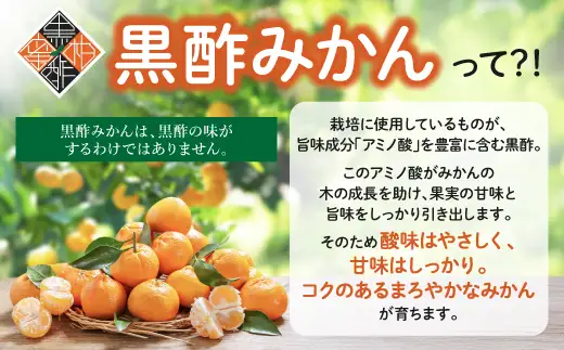 かねひろの黒酢みかん【10kg S～2L サイズ別】先行予約《11月下旬～1月上旬頃発送予定》温州みかん ふるさと納税 みかん 10kg 大容量 フルーツ 甘い ジューシー 果物 蜜柑 お取り寄せ 農家直送 国産 九州 佐賀県 鹿島市 送料無料 B-911