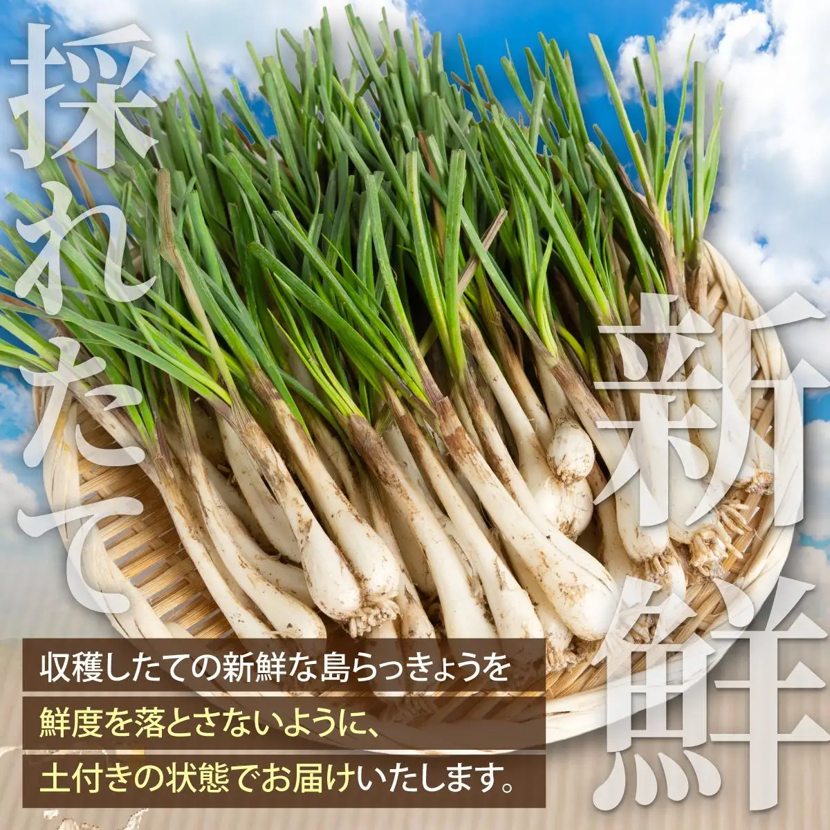 石垣島産 土付き 島らっきょう 1kg