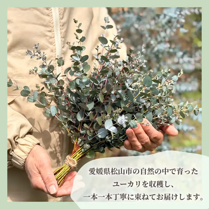 フレッシュ グニユーカリ スワッグ / 約30cm 約30本 | 【2026年9月上旬頃より順次発送予定】ユーカリ ゆーかり 【KNN009】