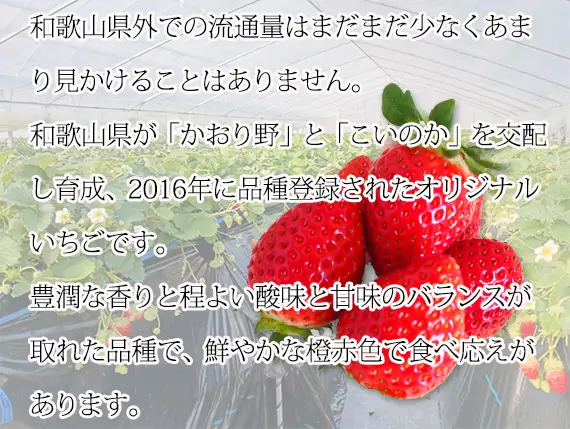 【来シーズン先行予約】紀州和歌山ブランドいちご「紀の香」約250g×4P※2027年1月～2027年3月頃順次発送（お届け日指定不可）【uot868】