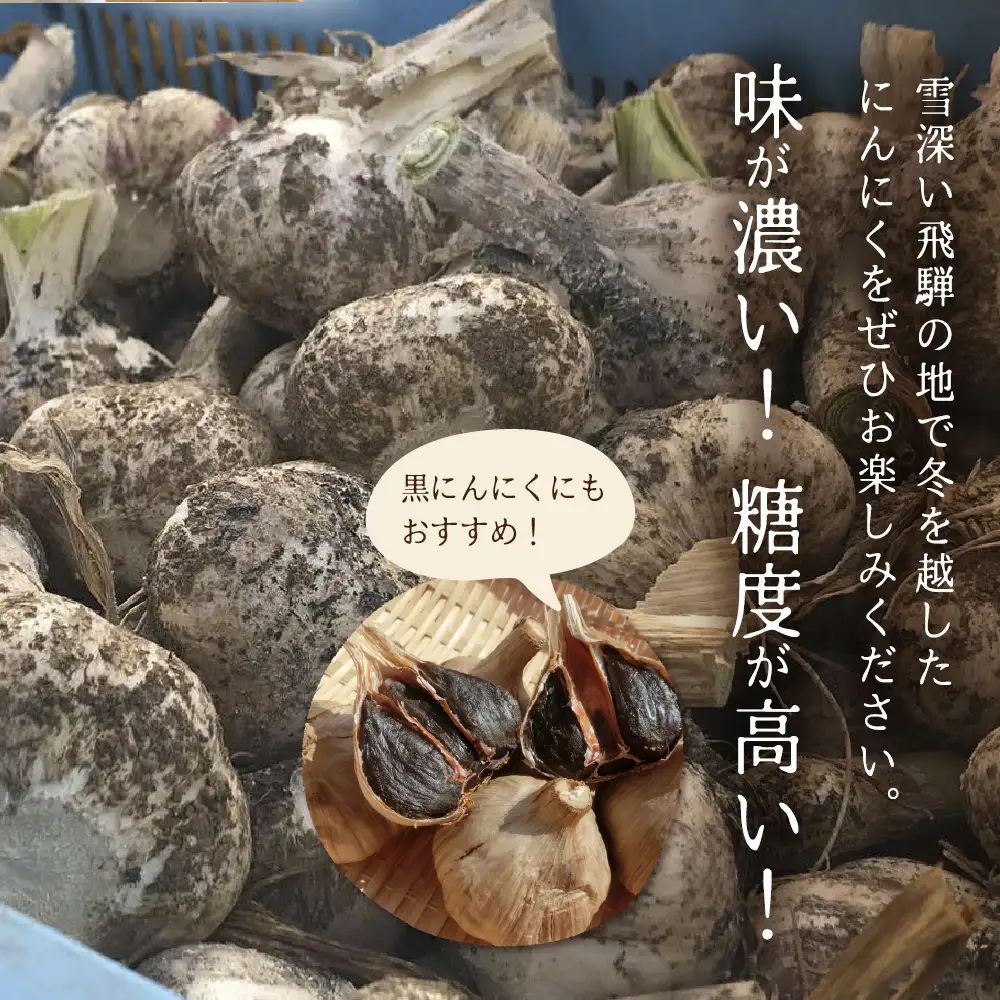 飛騨産 にんにく 1kg ニンニク【7月中旬から12月発送】水村農園
