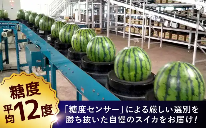 熊本県産 大玉 スイカ (2玉) 計約10〜12kg M、L階級　西瓜 すいか 春のだんらん【菊池地域農業協同組合】[AYBR008]