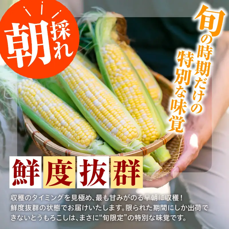 とうもろこし フルーツコーン 8本 令和8年産 とうもろこし