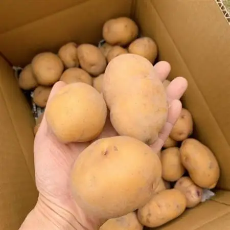 栽培期間中農薬化学肥料不使用　新じゃがインカのめざめ　計4.8kg【1702332】