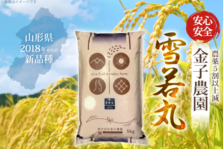 【期間限定発送】 米 令和7年産 慣行栽培 雪若丸 5kg [金子農園 山形県 高畠町 tk06ays950061]