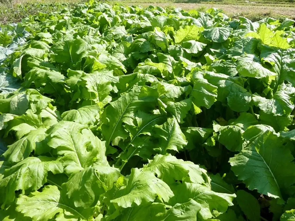 【定期便3回】岡本商店の野沢菜漬 約300g × 10（冷蔵）｜ 漬物 野沢菜漬け 野沢菜 定期便 長野県 木島平村 信州