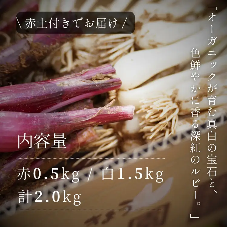 赤＆白 有機 オーガニック らっきょう 詰合せ セット  誠農園 ( 種子島  JAS 根つき 生らっきょう) 2kg　NFN673【400pt】 // 有機栽培 オーガニック 安心 安全 栄養価が高い 健康食材 甘酢 キムチ等の漬物 天ぷら 