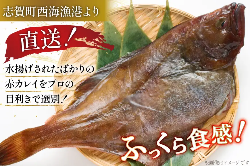 カレイ 能登の赤カレイ 5尾 (1尾200～300g) 計1kg程度 [小川水産 石川県 志賀町 sk17bdm840009]