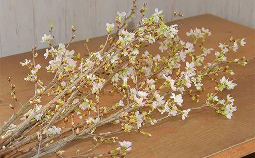 ≪12月下旬お届け≫山形県 新庄市産 啓翁桜 切り花（約80cm×10本程度） 2026年12月下旬から順次発送 新年 新春 元旦 正月 飾り 年末 年内 桜 さくら 植物 花 贈答 贈り物 ギフト プレゼント 自宅 家庭 F3S-2708