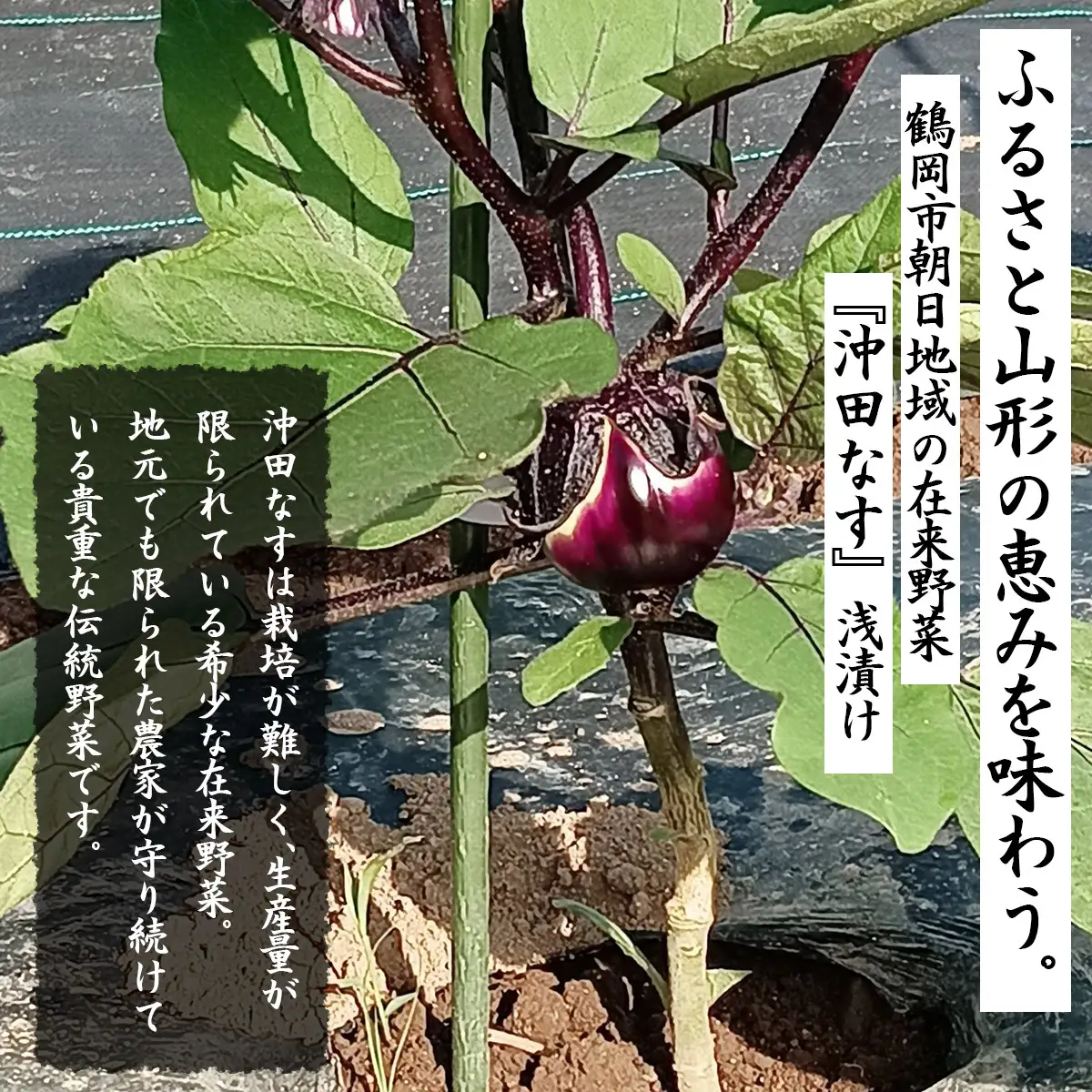【令和8年発送】旧朝日村特産 沖田なす浅漬　200g×3袋　山形県鶴岡市　産直あさひ・グー　K-818　| 漬物 漬け物 つけもの 浅漬け なすの浅漬け 沖田なす 在来野菜 伝統野菜 ご飯のお供 お酒のつまみ 伝統の味 おすすめ おいしい 人気 ご当地 お取り寄せ 返礼品