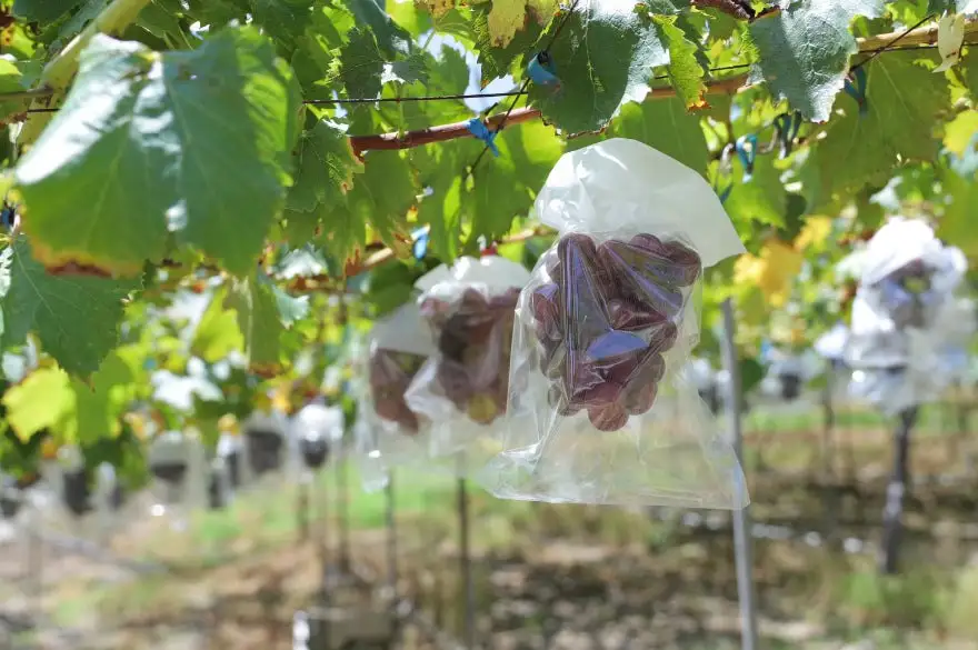 かつらぎ町産 ピオーネ 2房（約1.25kg）【2026年8月中旬～2026年9月末ごろ順次発送】【AQ-ikd732】 