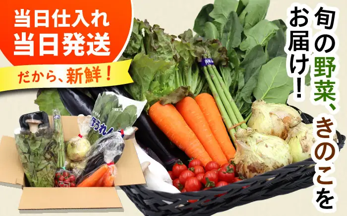 【12回定期便】野菜定期便 8品目 [SCZ030]