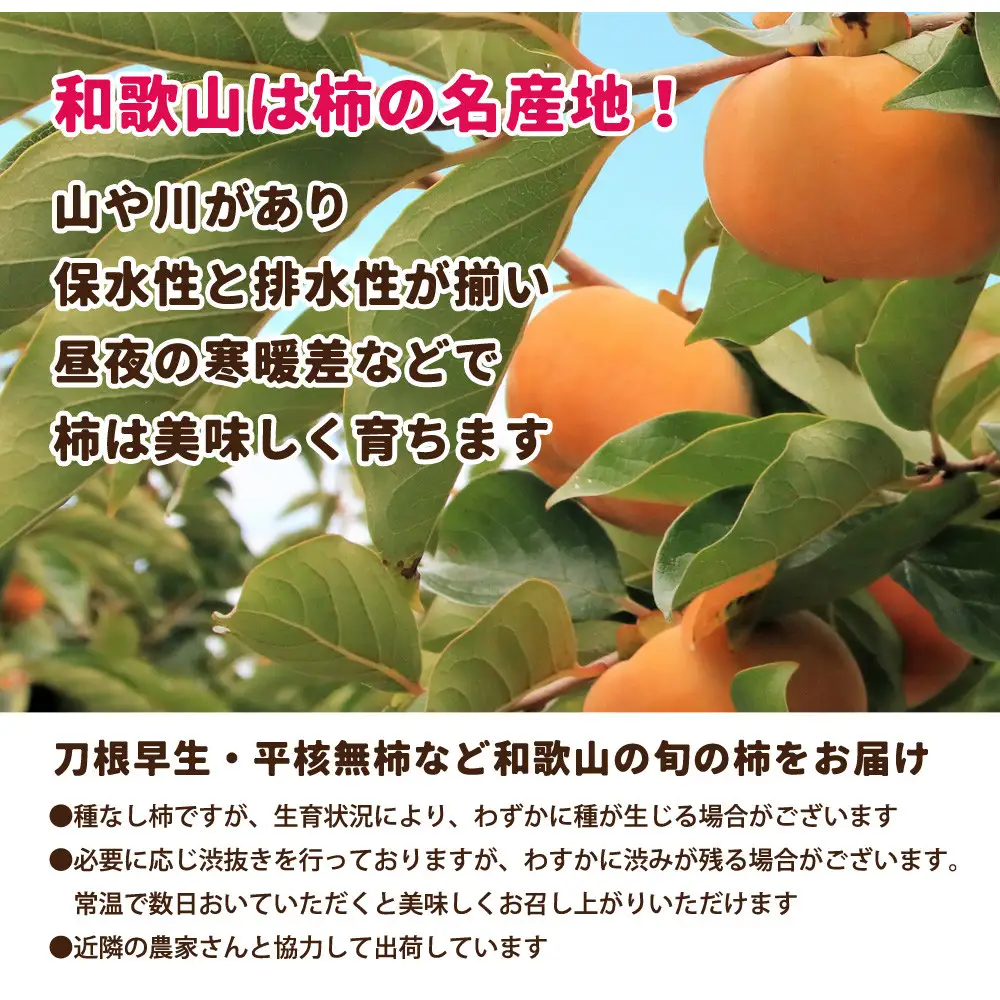 ［先行予約］家庭用 たねなし柿 約1kg［訳あり］［刀根早生・平核無柿（ひらたねなしかき）］［カキ・種無柿・種無し柿・種なし柿・無核柿］［IKE317］