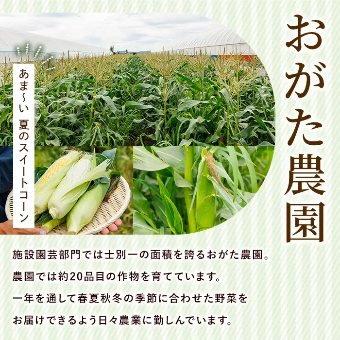 スイートコーン ドルチェドリーム (6本)【2026年7月下旬以降発送予定】 北海道産 北海道 士別市 バイカラー とうもろこし とうきび 野菜 産地直送 新鮮野菜 【おがた農園】【A7147】
