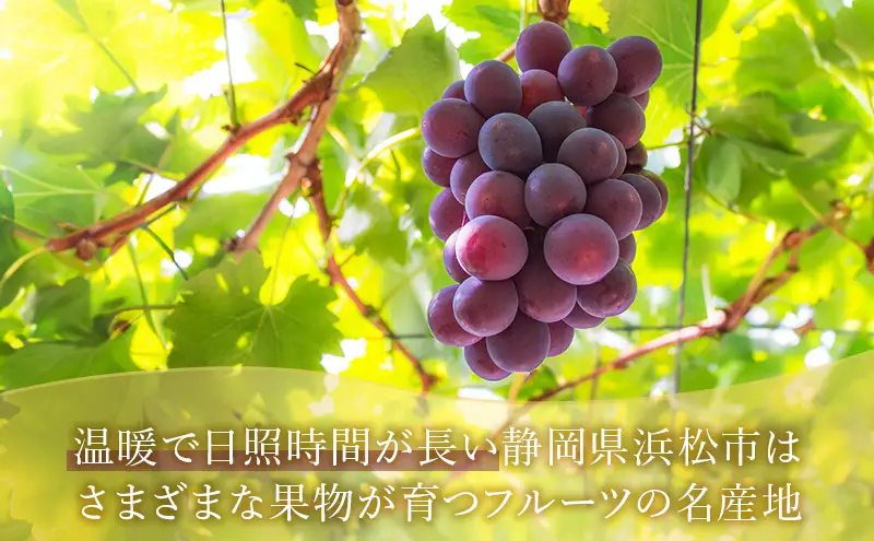 【2026年8月より順次発送】 ピオーネ 約300g×4パック（計約1200g）合わせ房 若手農家応援 ぶどう ブドウ 果物 くだもの 旬のフルーツ 旬の果物 季節のフルーツ 季節の果物 静岡 浜松市