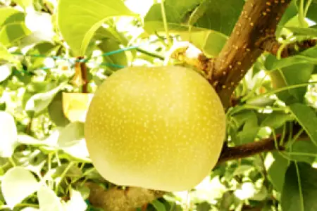 【期間限定】鳥取県産 新甘泉 “赤秀” 5kg（10〜14玉/5L～3Lサイズ）【梨 新甘泉 しんかんせん 赤秀 先行予約 季節限定 赤梨 5kg 10〜14玉 なし ナシ 贈答用 期間限定 果物 フルーツ くだもの 数量限定 産地直送 鳥取県】