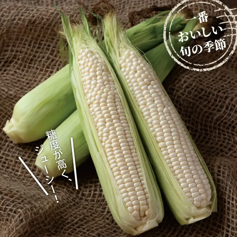 【オンライン決済限定】柏市産 白とうもろこし 15本 〈先行予約 2026年7月順次発送〉 ホワイトショコラ 野菜 コーン 国産 千葉県産 産地直送 取り寄せ プレゼント ギフト 贈り物 バーベキュー BBQ