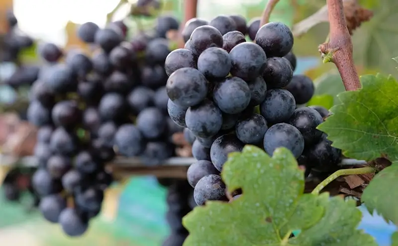 2024 en. Chardonnay　信州　小諸市ワイン　白ワイン　シャルドネ　Greve.t　KomorokkoFarm&Winery