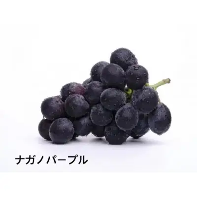 【ふるなびWEEK対象】ナガノパープル 1房 先行予約 ぶどう ブドウ 葡萄 フルーツ 茨城 新鮮 2026年8月より順次発送予定 (県内共通返礼品:かすみがうら市産) (BR154-FN)