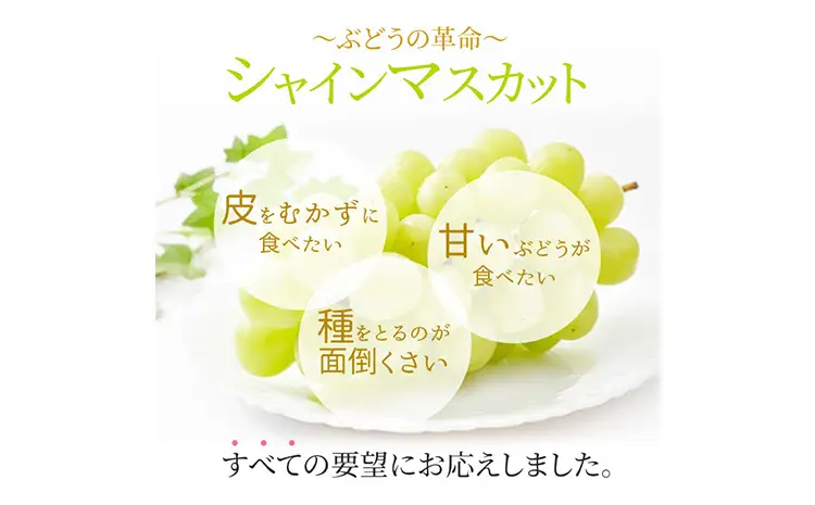 ぶどう シャインマスカット晴王【特大房】約1kg×2房 計2kg  橋田商店有限会社 シャインマスカット