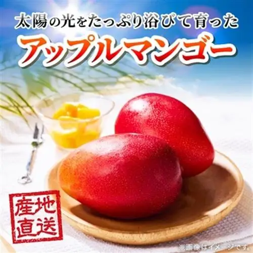 【2026年6月下旬から順次発送】今帰仁産の特選アップルマンゴー1kg(2～3玉)【配送不可地域：離島】【4014732】