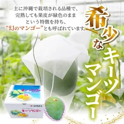 【2026年8月中旬から順次発送】今帰仁産の幻のキーツマンゴー2kg(2～3玉)【配送不可地域：離島】【4014740】