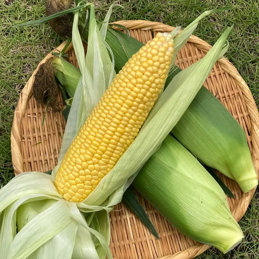 とうもろこし10本（9本+傷み保証本）