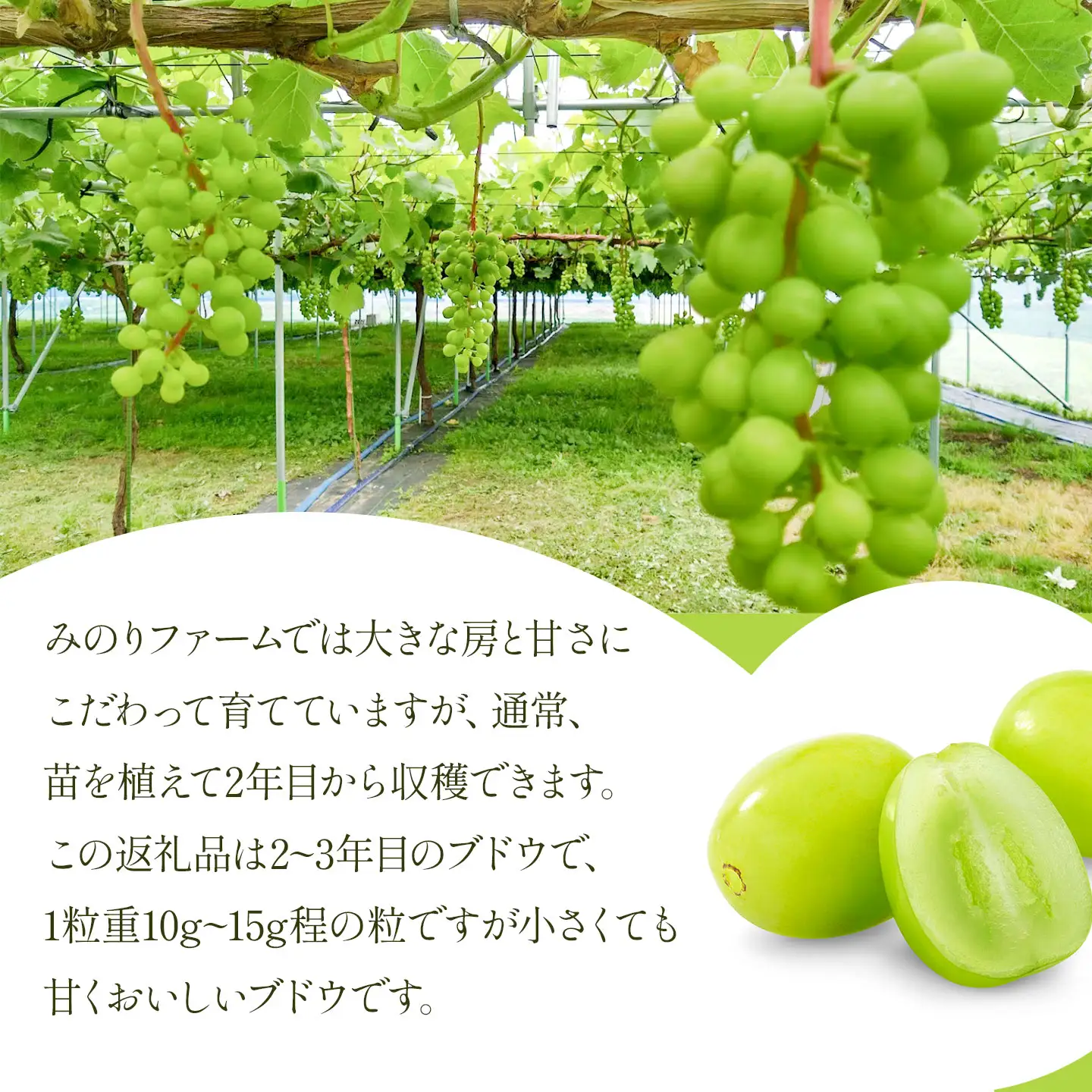 【令和8年先行予約】　小粒でも甘くておいしいシャインマスカット　2房（約1kg）　山形県鶴岡市　みのりファーム　| ぶどう ブドウ 葡萄 マスカット 甘い 旬 期間限定 産地直送 果物 くだもの フルーツ ギフト 贈答 人気 お取り寄せ 返礼品