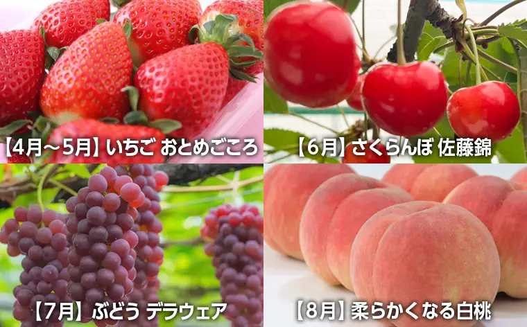 【定期便８回】☆フルーツ王国山形☆山形旬の味覚フルーツよくばり定期便『いちご、佐藤錦、デラウェア、白桃、メロン、シャインマスカット、ラ・フランス、りんご』 FY26-057