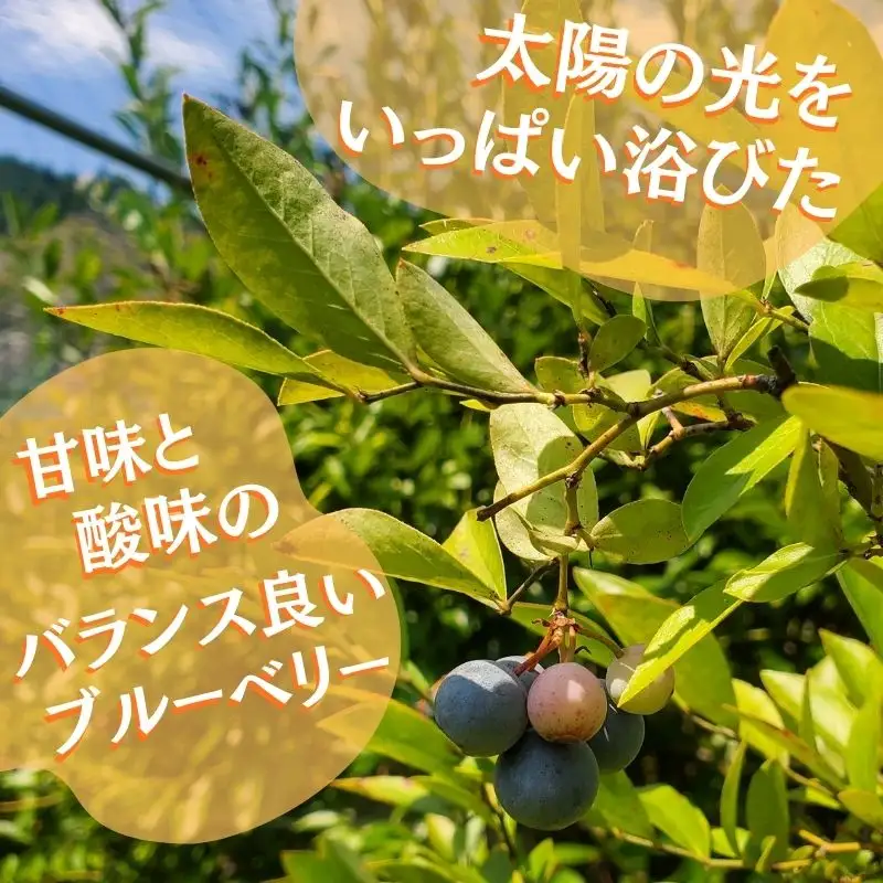 【令和８年分 先行予約】ブルーベリー 2kg 《三茶屋ブルーベリー園》