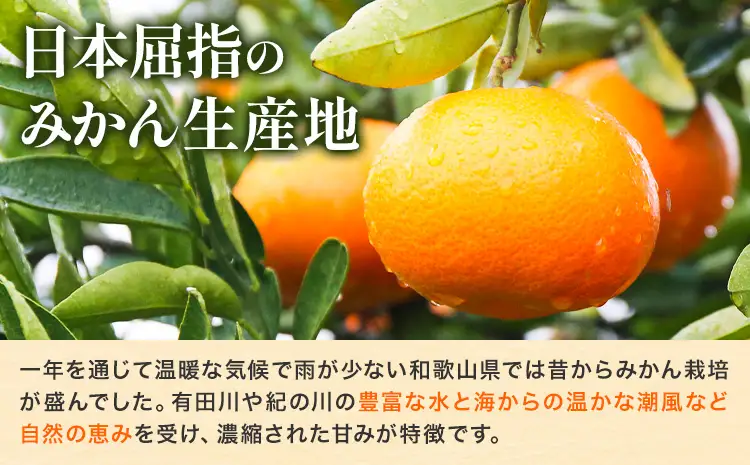 みかん 農園直送有田の旬の食べごろ みかん 約10kg