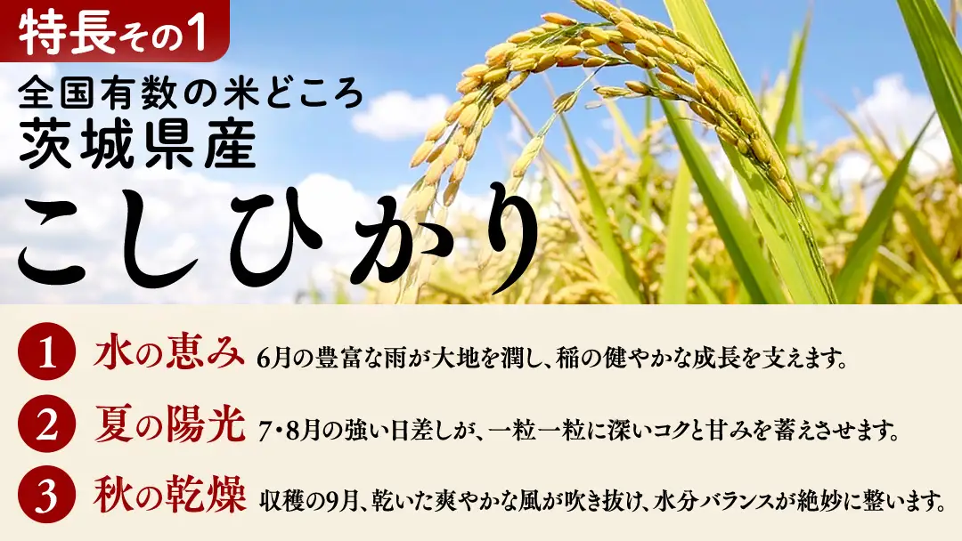 【 金芽米 ( 無洗米 ) 】 ＜7月下期出荷＞ つくばみらい市産 コシヒカリ 5kg × 2袋 ( 計 10kg )