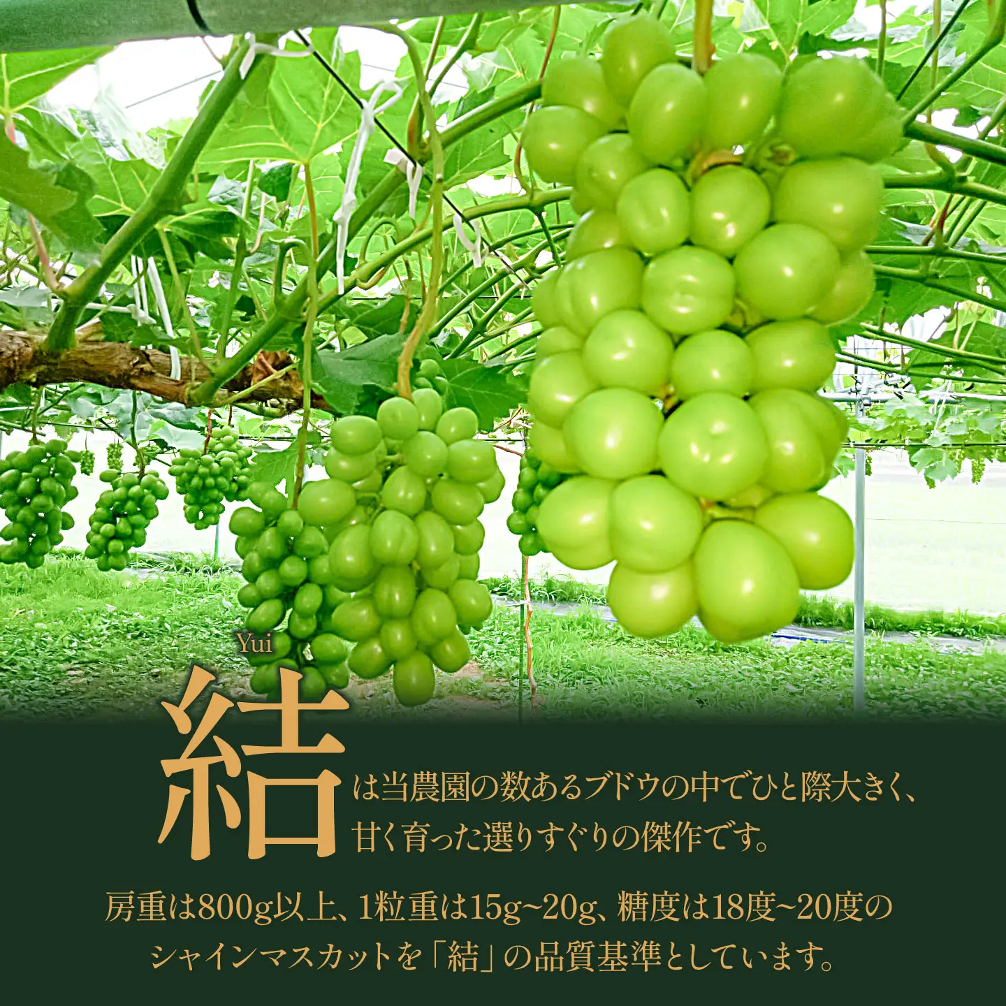 【令和8年先行予約】　シャインマスカット プレミアム「結」 3房(約2.4kg)　山形県鶴岡市　みのりファーム　| ぶどう ブドウ 葡萄 マスカット 甘い 大粒 旬 期間限定 産地直送 果物 くだもの フルーツ ギフト 贈答 人気 お取り寄せ 返礼品